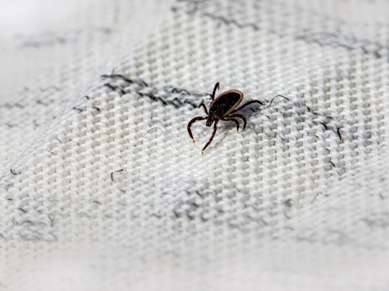 Klíšťata ve městech jsou aktivní dříve, upozornili pražští hygienici